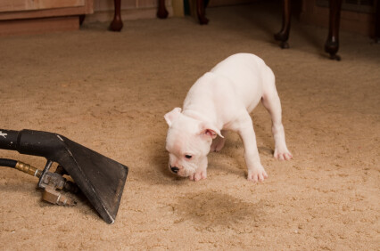 Carpet odor removal by G&F Cleaning Services